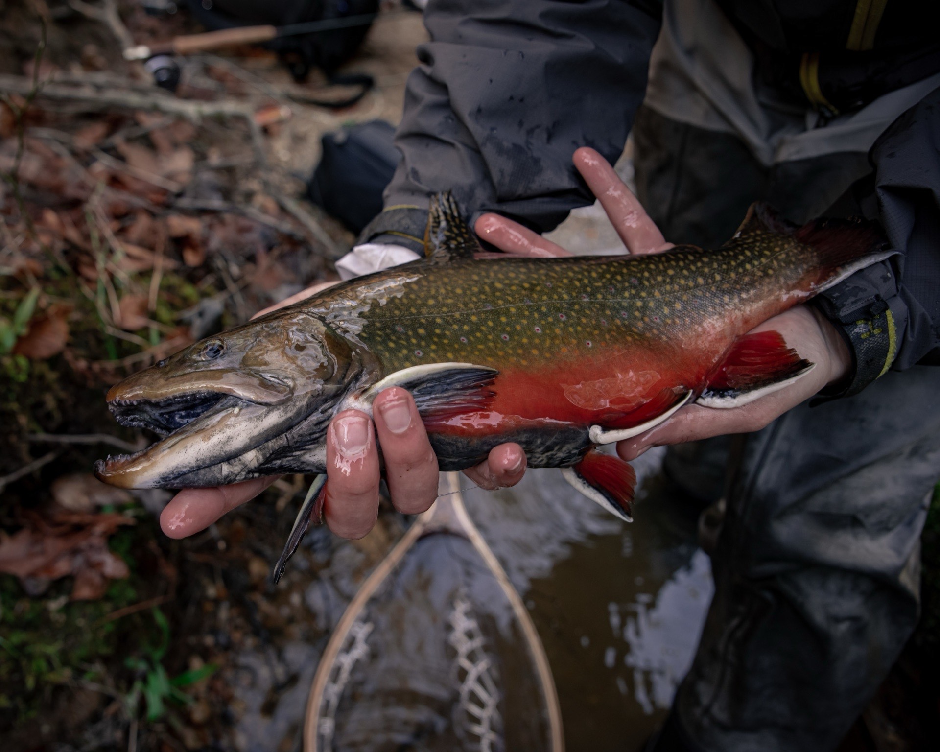 Fly fishing – wędkarz trzyma pstrąga złowionego i wypuszczonego techniką catch and release