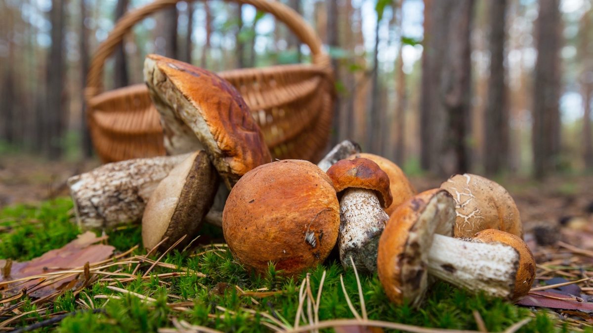 Grzyby z rodzaju koźlarzy i borowików na mchu w sosnowym lesie, obok wiklinowy koszyk