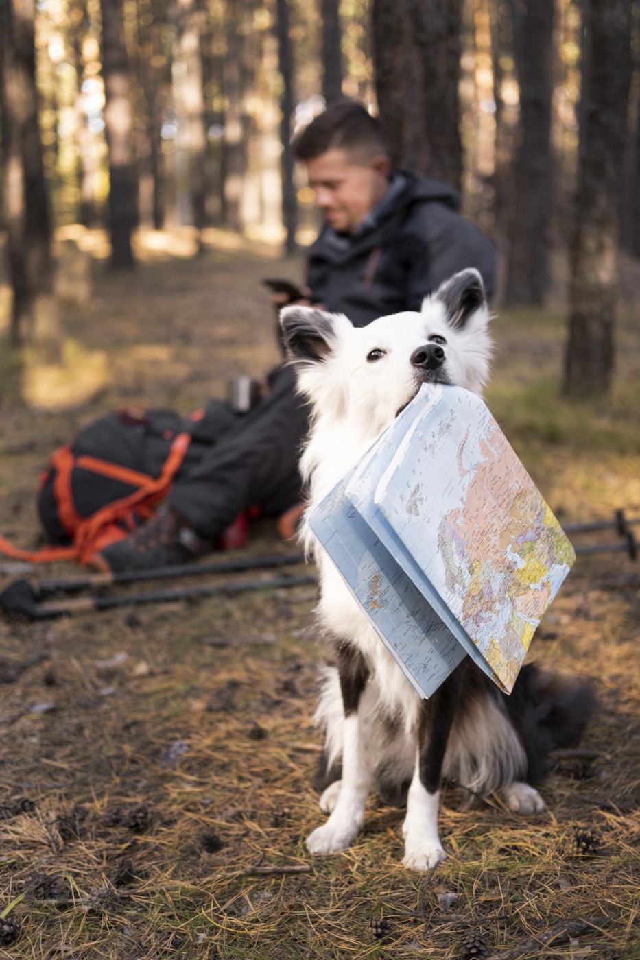Czarno-biały pies trzymający mapę