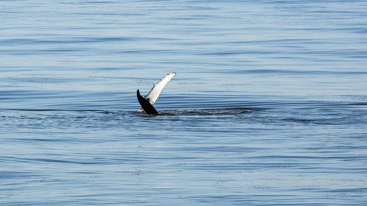 Humbak unosi płetwę piersiową nad spokojną wodą na Morzu Barentsa